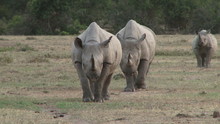 Two Black Rhinos Aproaching The Camera In A Streight Line