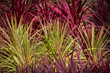 Red green cordyline grass plants ideal as background