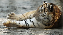 Young Amur Tiger Sleeping And Waking Up
