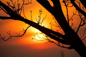 Poster - Detail of tree branches in sunset