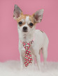 Chihuahua wearing a tie with pink background