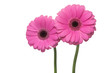 Two pink gerbera's isolated