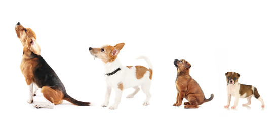 Canvas Print - Group of dogs different sizes in row, isolated on white