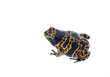 Yellow and black poison dart frog isolated at a white background