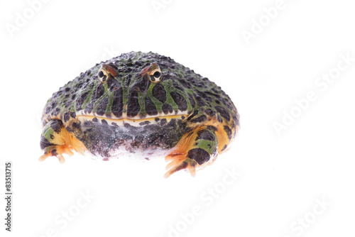 Fotografie, Obraz Obrovská zelená žába pacman vidět v přední izolovaných na bílém pozadí