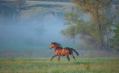 Canvas Print - horse