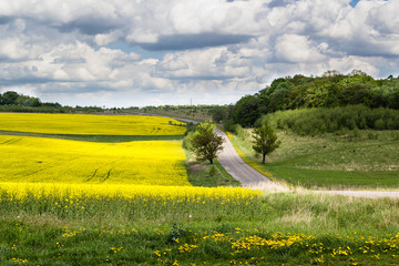 bright light in green grass and yellow flowers in summer field with blue cloudy sky background