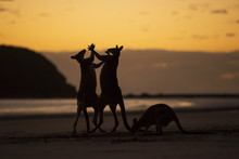 Three Kangaroos On Beach