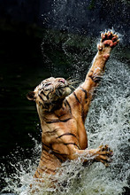 Tiger Jumping In River