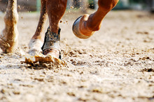 Low Section Of Horse Running