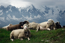 Group Of Sheep Relaxing On Grass
