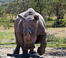 Portrait Of Rhinoceros