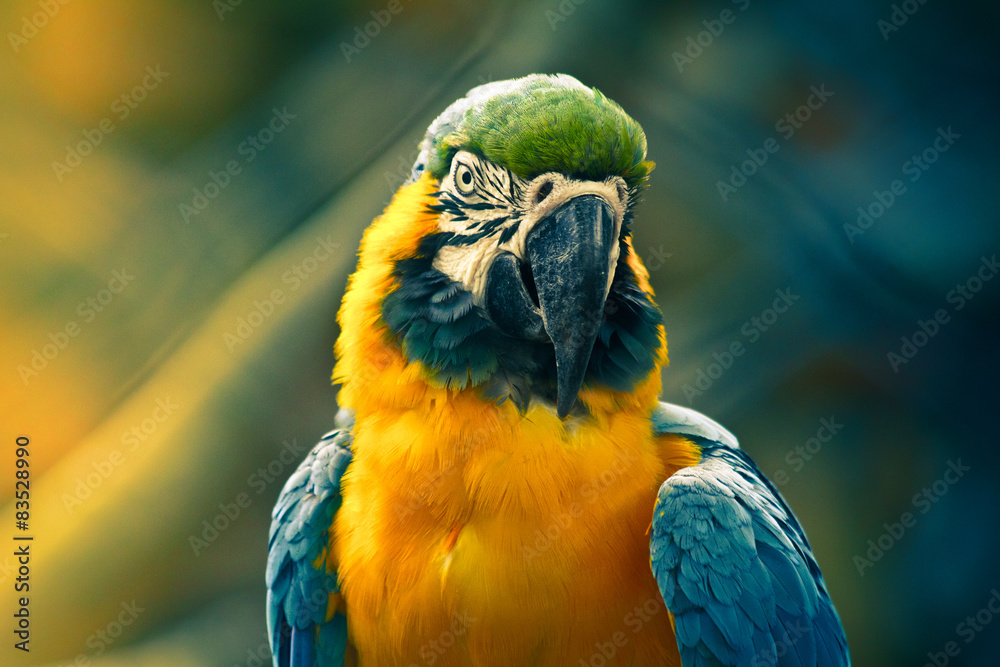 Close up of parrot