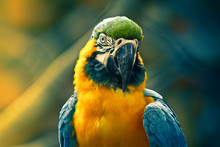Close Up Of Parrot