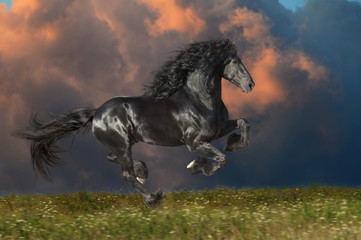 Wall Mural - black friesian horse runs gallop in summer time