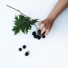 Human Hand Picking Blackberries