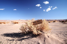 Chile, Atacama Desert, Dry Desert Herbs