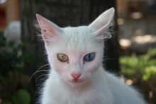 White Cat With Different Color Eyes