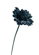 Close-up Of Black Flower Against White Background