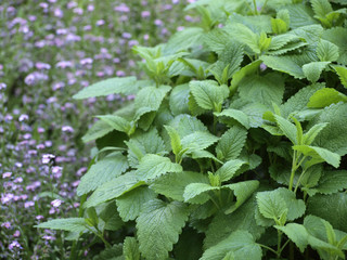 Wall Mural - Lemon Balm