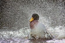 Germany, Duck Splashing Water