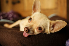 Close-up Of Resting Chihuahua Sticking Out Tongue