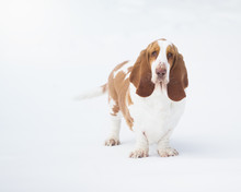 Portrait Of A Basset Hound Dog