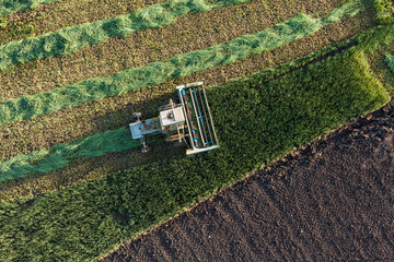 Wall Mural - aerial view of harvest fields with old combine