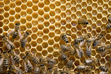 Fototapeta Zwierzęta -  bees on honeycells
