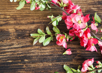  Spring Flowers Branch on Wooden Background