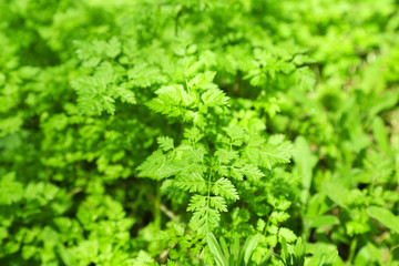 Canvas Print - Green plants outdoors