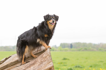 Wall Mural - Ein Hund steht auf einem Baumstamm und guckt aufmerksam