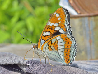 Sticker - Butterfly (Limenitis populi ussuriensis) 9