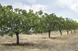 Pistachio trees