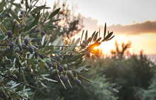 Olive Trees On Sunset