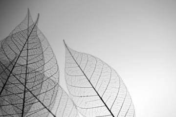  Skeleton leaves on grey background, close up