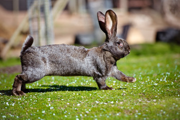 black rabbit running outdoors