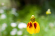 Mexican Hat Coneflower
