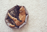 Fototapeta Koty - Cats sleeping and hugging