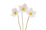 Fototapeta Kwiaty - white flower anemone Dubravnaya