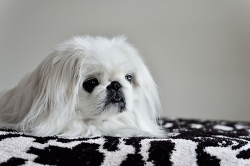 pekingese