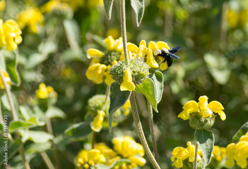 Cuadros en Lienzo Bourdon noir butinant un phlomis