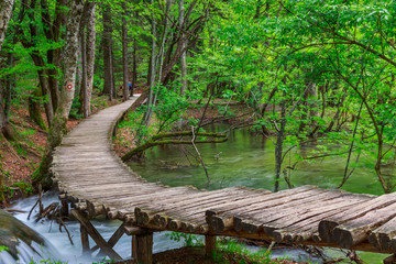 Wall Mural - Spring forest creek in Plitvice National park