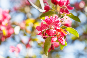 Canvas Print - twig of apple tree with pink blossoms close up