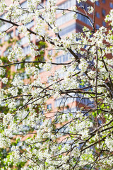 Canvas Print - branches of blossoming cherry tree and urban house