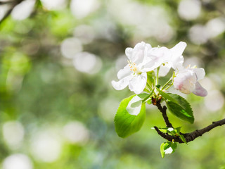 Canvas Print - flower on flowering apple tree in green forest