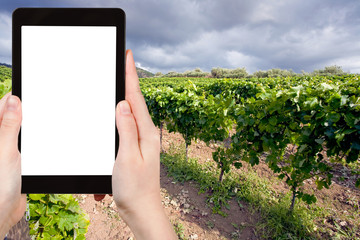 Wall Mural - photo vineyard on slope in Etna region, Sicily