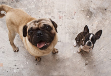 Boston Terrier Puppy Dog And Pug
