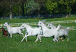 Galloping white arabian horses