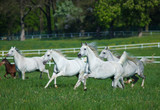 Fototapeta Konie - Galloping white arabian horses